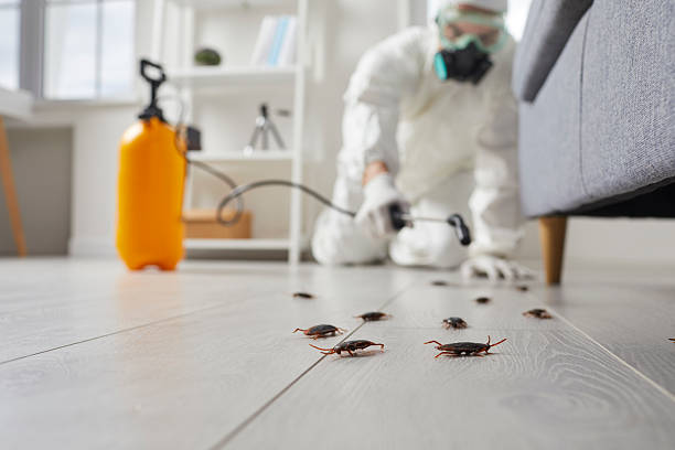 Post-Treatment Bed Bug Interceptor Monitoring in Castaic